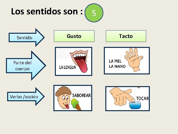 Los sentidos son : 5 Sentido Parte del cuerpo Verbo /acción Gusto Tacto 