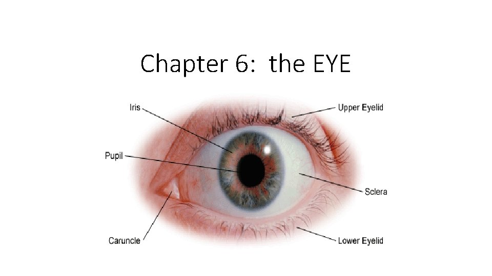 Chapter 6: the EYE The Eye 