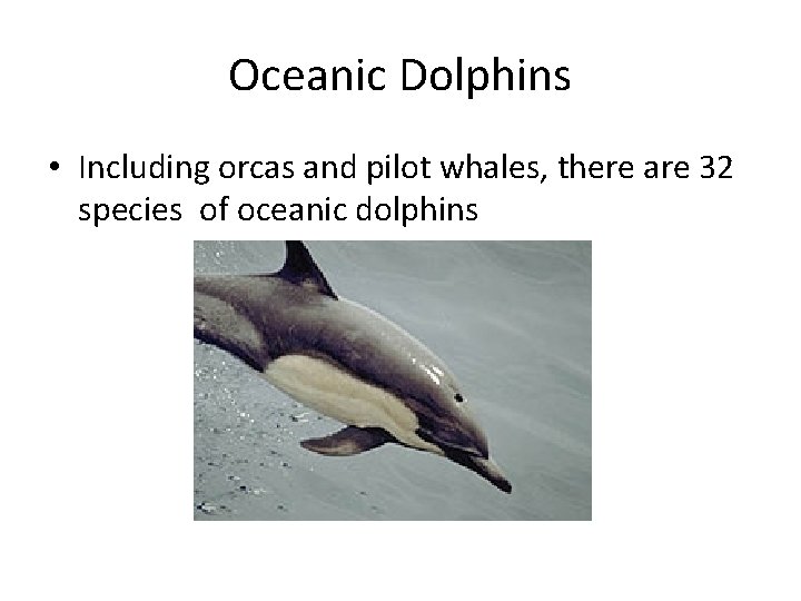 Oceanic Dolphins • Including orcas and pilot whales, there are 32 species of oceanic