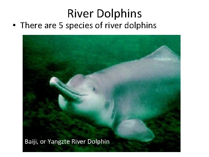 River Dolphins • There are 5 species of river dolphins Baiji, or Yangzte River