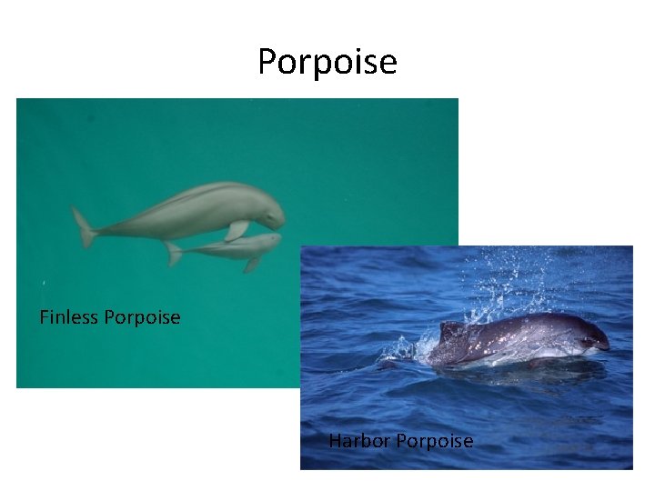 Porpoise Finless Porpoise Harbor Porpoise 