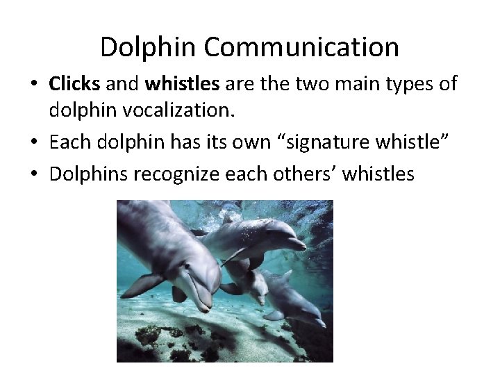 Dolphin Communication • Clicks and whistles are the two main types of dolphin vocalization.