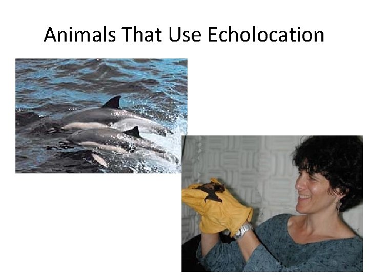 Animals That Use Echolocation 