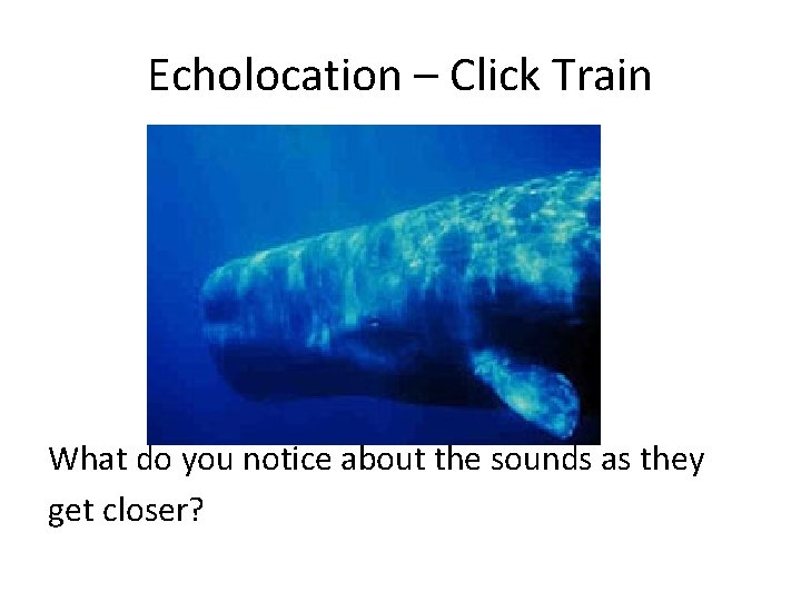 Echolocation – Click Train What do you notice about the sounds as they get