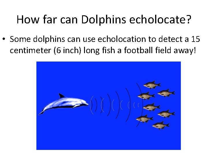 How far can Dolphins echolocate? • Some dolphins can use echolocation to detect a