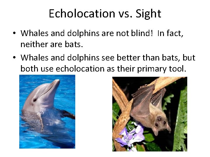 Echolocation vs. Sight • Whales and dolphins are not blind! In fact, neither are