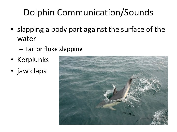 Dolphin Communication/Sounds • slapping a body part against the surface of the water –