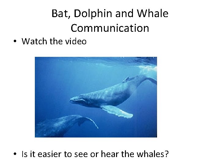 Bat, Dolphin and Whale Communication • Watch the video • Is it easier to