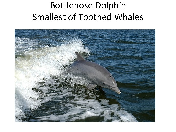 Bottlenose Dolphin Smallest of Toothed Whales 