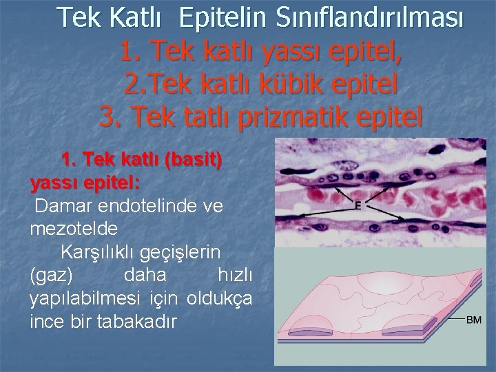 Tek Katlı Epitelin Sınıflandırılması 1. Tek katlı yassı epitel, 2. Tek katlı kübik epitel