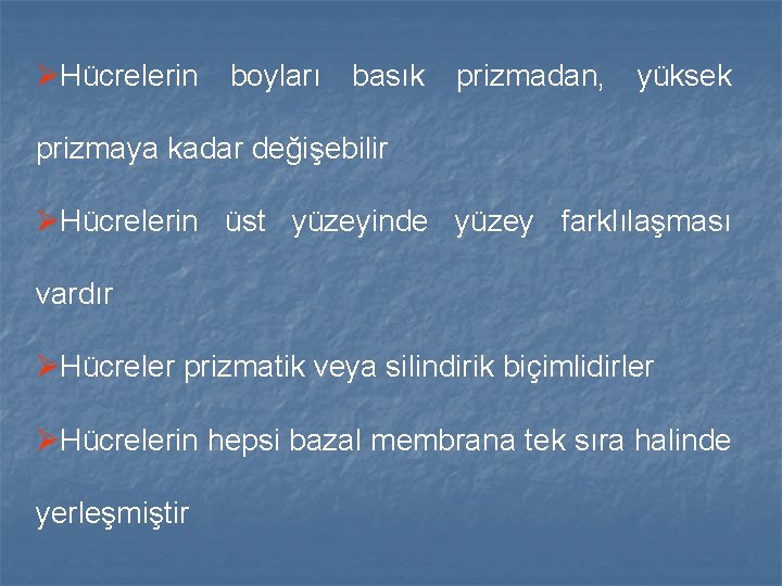 ØHücrelerin boyları basık prizmadan, yüksek prizmaya kadar değişebilir ØHücrelerin üst yüzeyinde yüzey farklılaşması vardır