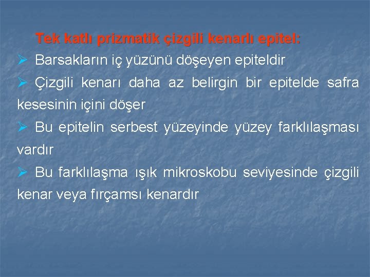 Tek katlı prizmatik çizgili kenarlı epitel: Ø Barsakların iç yüzünü döşeyen epiteldir Ø Çizgili