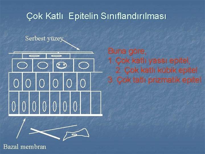 Çok Katlı Epitelin Sınıflandırılması Serbest yüzey Buna göre, 1. Çok katlı yassı epitel, 2.