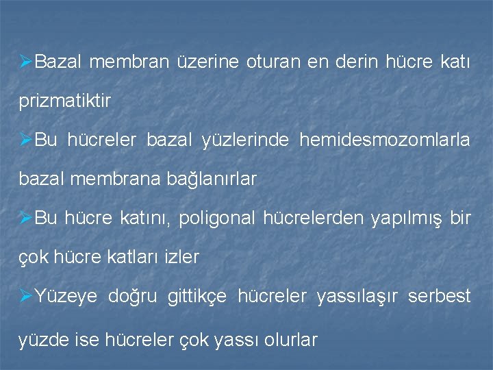 ØBazal membran üzerine oturan en derin hücre katı prizmatiktir ØBu hücreler bazal yüzlerinde hemidesmozomlarla