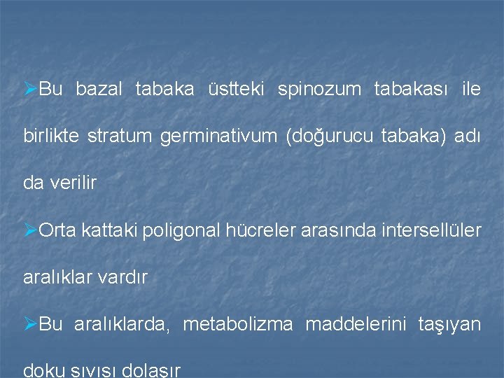 ØBu bazal tabaka üstteki spinozum tabakası ile birlikte stratum germinativum (doğurucu tabaka) adı da