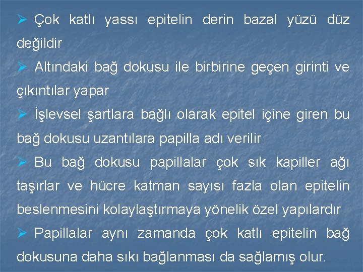 Ø Çok katlı yassı epitelin derin bazal yüzü düz değildir Ø Altındaki bağ dokusu