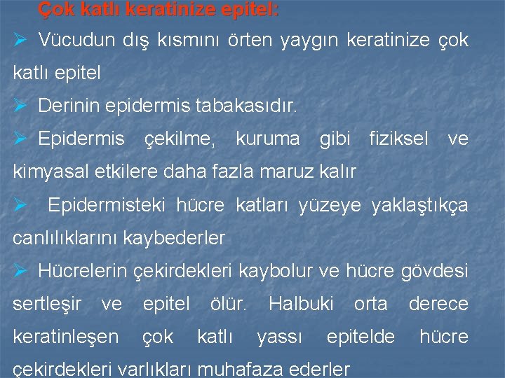 Çok katlı keratinize epitel: Ø Vücudun dış kısmını örten yaygın keratinize çok katlı epitel