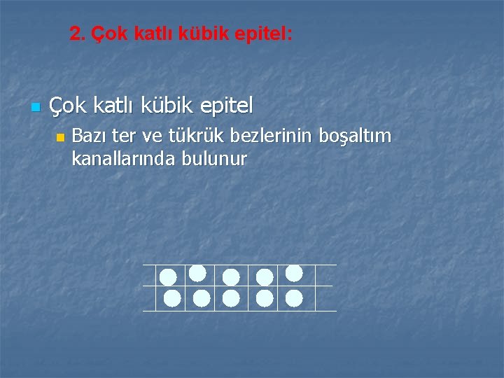 2. Çok katlı kübik epitel: n Çok katlı kübik epitel n Bazı ter ve