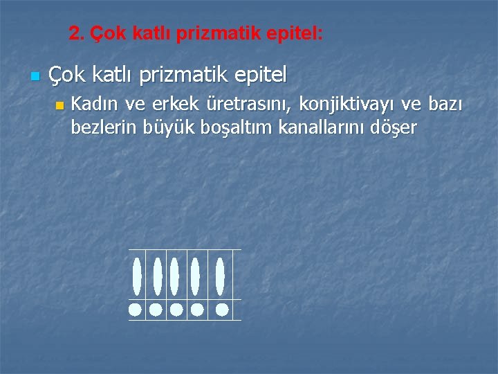 2. Çok katlı prizmatik epitel: n Çok katlı prizmatik epitel n Kadın ve erkek