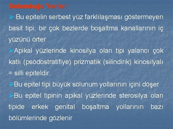 Bulunduğu Yerler: Ø Bu epitelin serbest yüz farklılaşması göstermeyen basit tipi; bir çok bezlerde