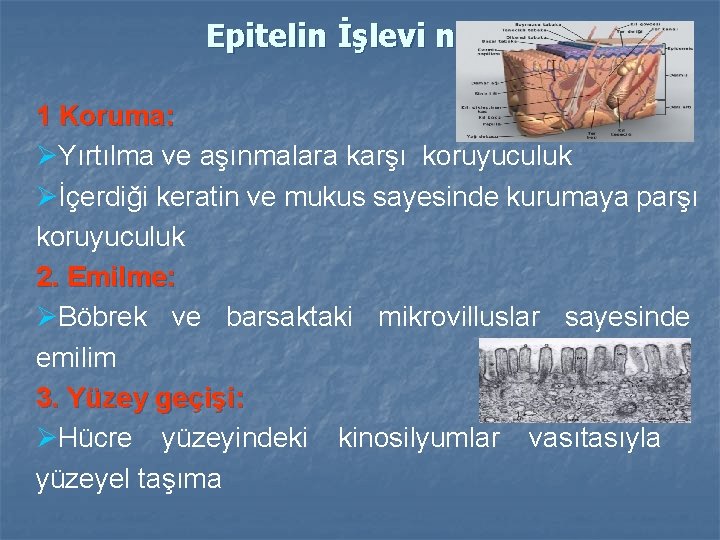 Epitelin İşlevi nedir ? 1 Koruma: ØYırtılma ve aşınmalara karşı koruyuculuk Øİçerdiği keratin ve