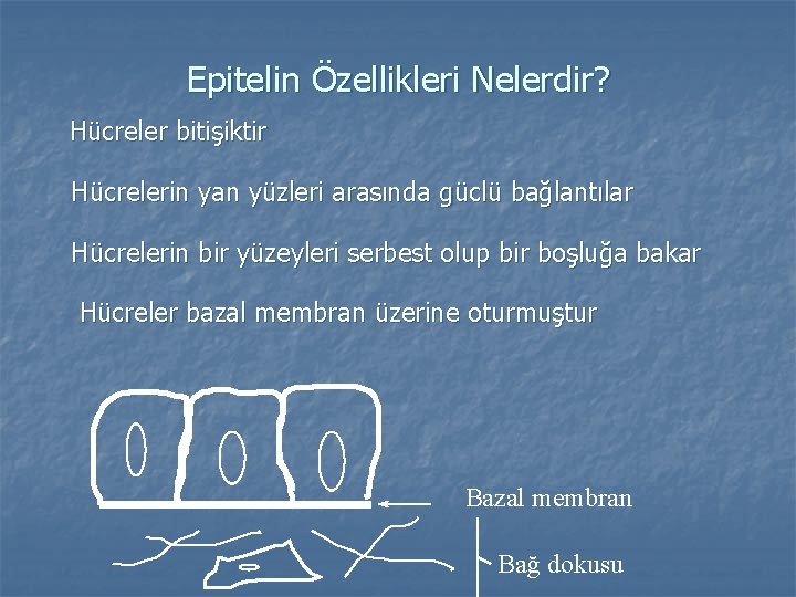 Epitelin Özellikleri Nelerdir? Hücreler bitişiktir Hücrelerin yan yüzleri arasında güclü bağlantılar Hücrelerin bir yüzeyleri