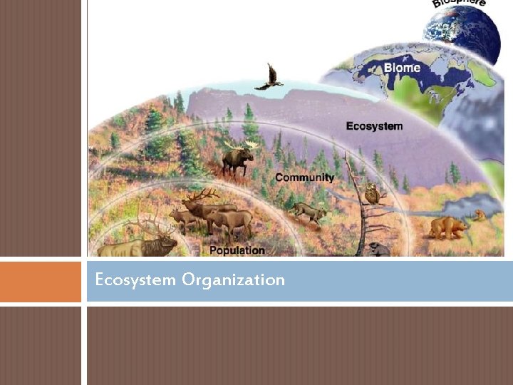 Ecosystem Organization 