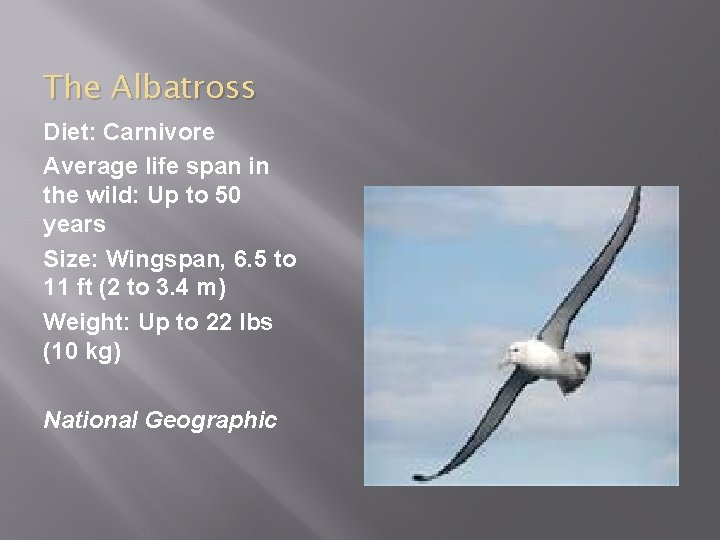 The Albatross Diet: Carnivore Average life span in the wild: Up to 50 years The Albatross Diet: Carnivore Average life span in the wild: Up to 50 years