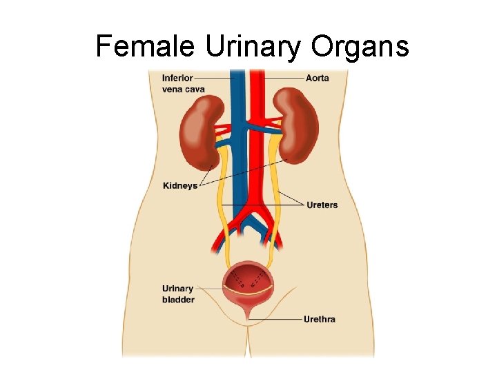 Female Urinary Organs 