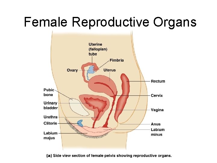 Female Reproductive Organs 