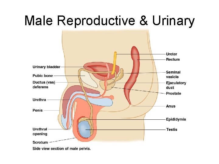 Male Reproductive & Urinary Organs 