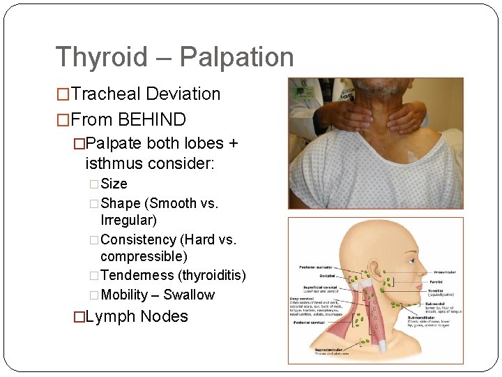Thyroid – Palpation �Tracheal Deviation �From BEHIND �Palpate both lobes + isthmus consider: �Size