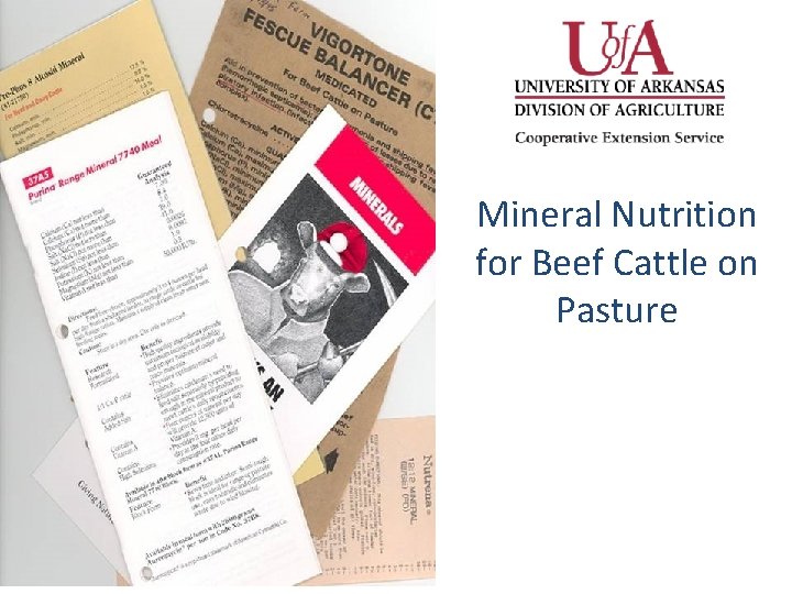 Mineral Nutrition for Beef Cattle on Pasture 