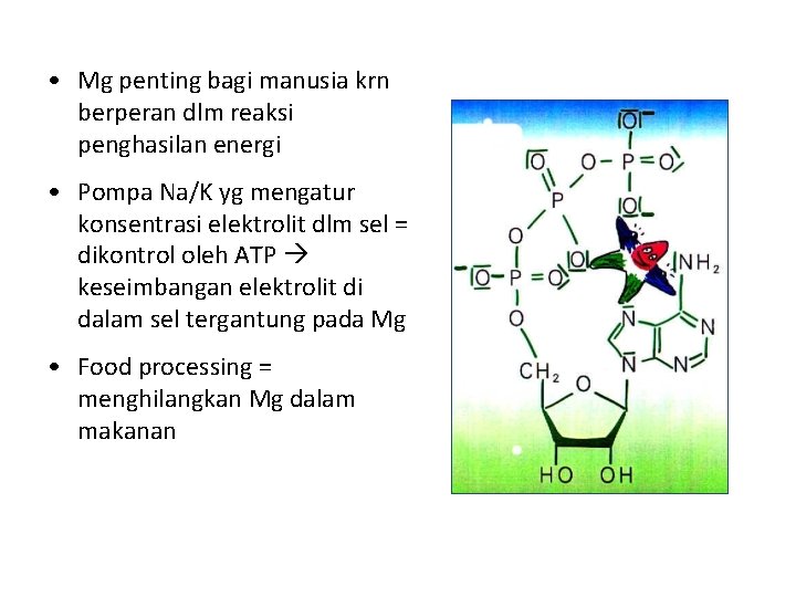  • Mg penting bagi manusia krn berperan dlm reaksi penghasilan energi • Pompa