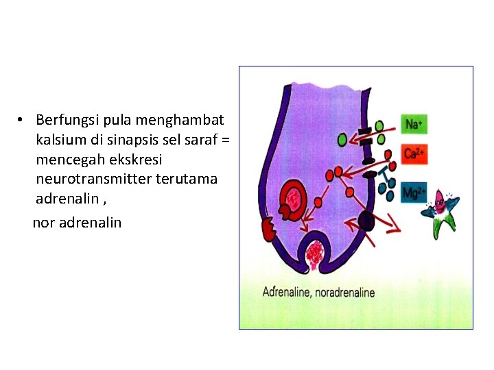  • Berfungsi pula menghambat kalsium di sinapsis sel saraf = mencegah ekskresi neurotransmitter