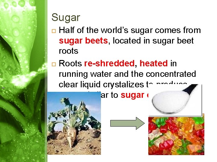 Sugar Half of the world’s sugar comes from sugar beets, located in sugar beet Sugar Half of the world’s sugar comes from sugar beets, located in sugar beet