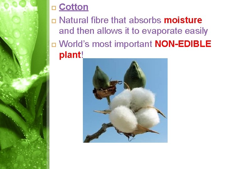Cotton Natural fibre that absorbs moisture and then allows it to evaporate easily Cotton Natural fibre that absorbs moisture and then allows it to evaporate easily