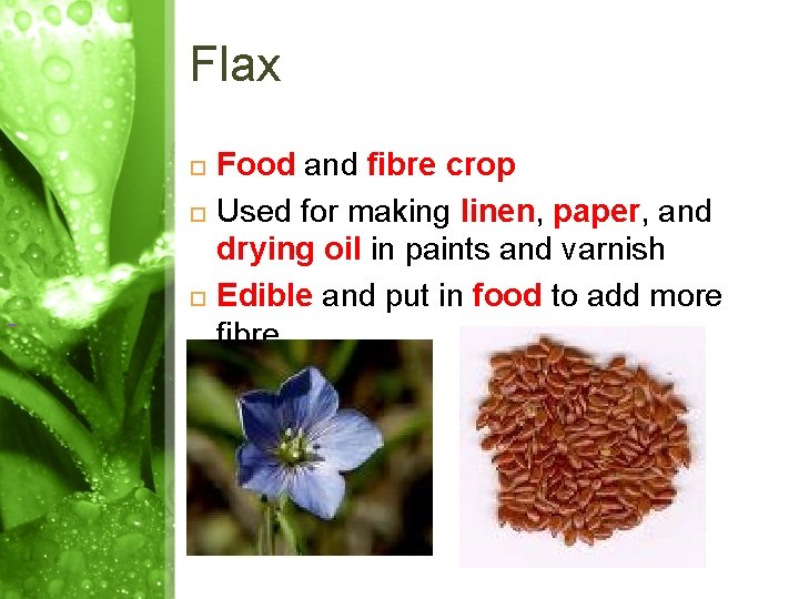Flax Food and fibre crop Used for making linen, paper, and drying oil in Flax Food and fibre crop Used for making linen, paper, and drying oil in