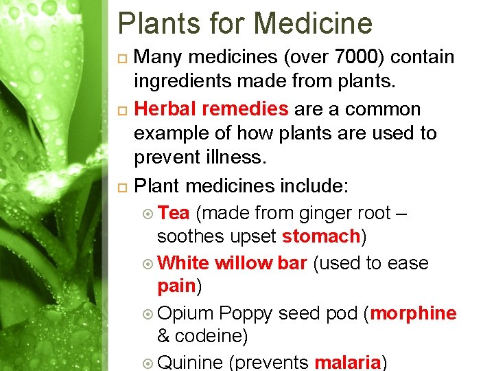 Plants for Medicine Many medicines (over 7000) contain ingredients made from plants. Herbal remedies Plants for Medicine Many medicines (over 7000) contain ingredients made from plants. Herbal remedies