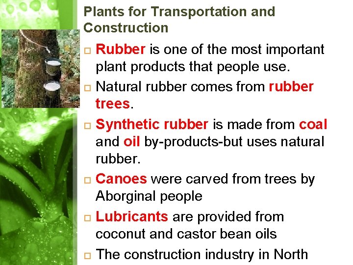 Plants for Transportation and Construction Rubber is one of the most important plant products Plants for Transportation and Construction Rubber is one of the most important plant products
