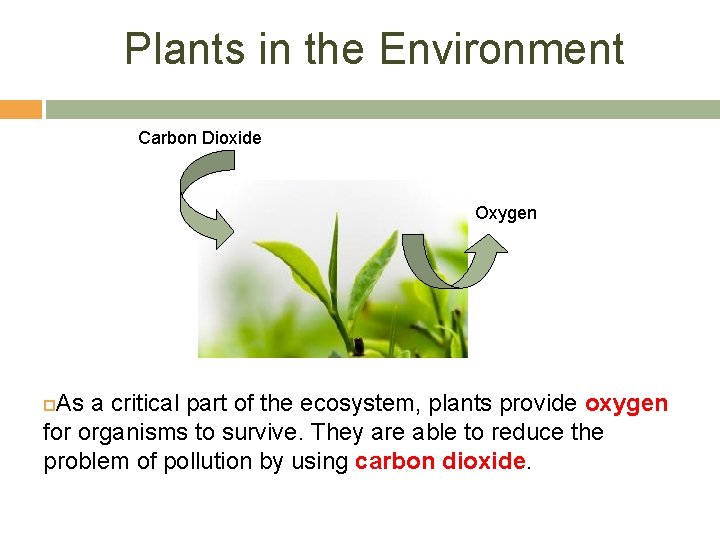 Plants in the Environment Carbon Dioxide Oxygen As a critical part of the ecosystem, Plants in the Environment Carbon Dioxide Oxygen As a critical part of the ecosystem,