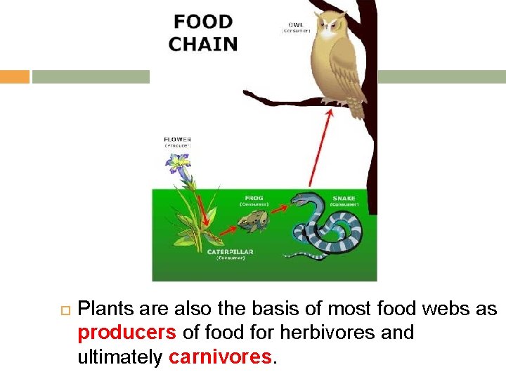 Plants are also the basis of most food webs as producers of food Plants are also the basis of most food webs as producers of food