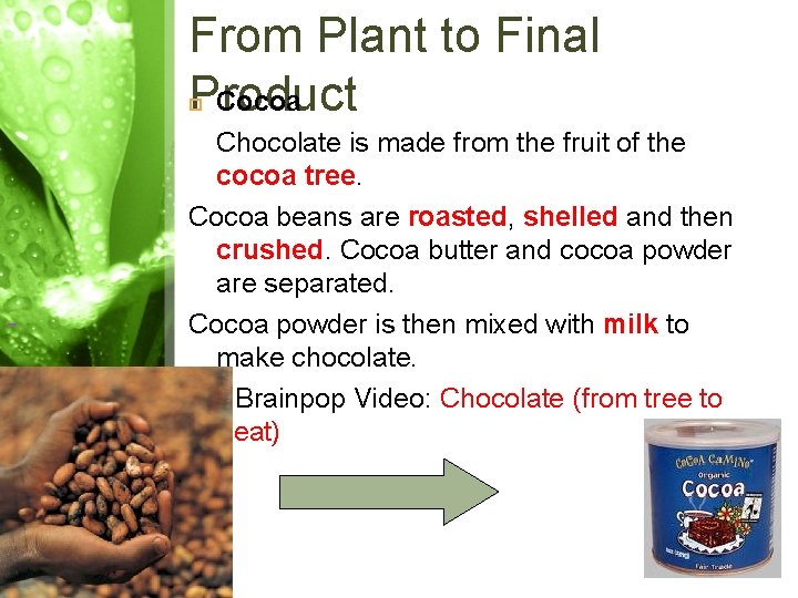 From Plant to Final Product Cocoa Chocolate is made from the fruit of the From Plant to Final Product Cocoa Chocolate is made from the fruit of the