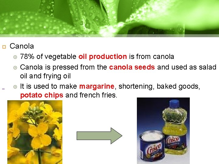 Canola 78% of vegetable oil production is from canola Canola is pressed from Canola 78% of vegetable oil production is from canola Canola is pressed from