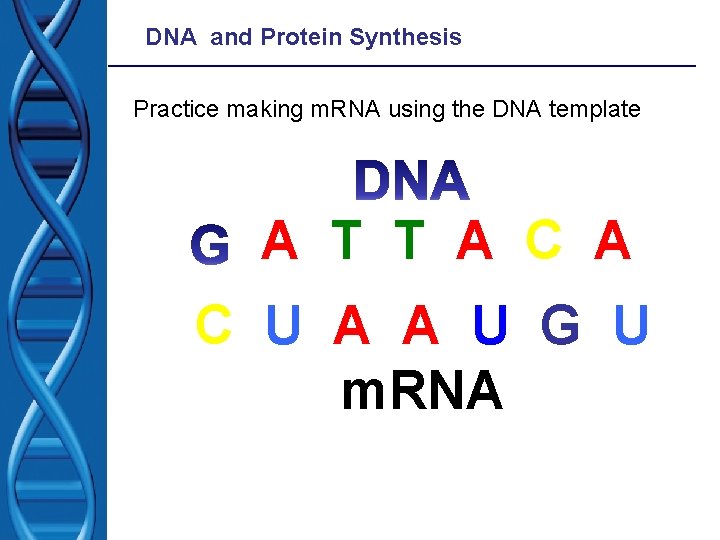 DNA and Protein Synthesis Practice making m. RNA using the DNA template A T