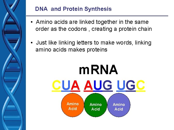 DNA and Protein Synthesis • Amino acids are linked together in the same order