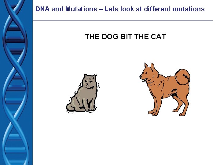 DNA and Mutations – Lets look at different mutations THE DOG BIT THE CAT