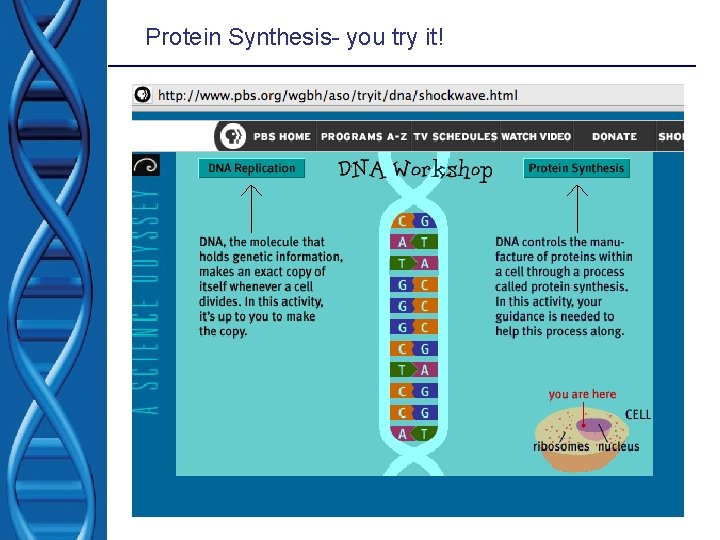 Protein Synthesis- you try it! 