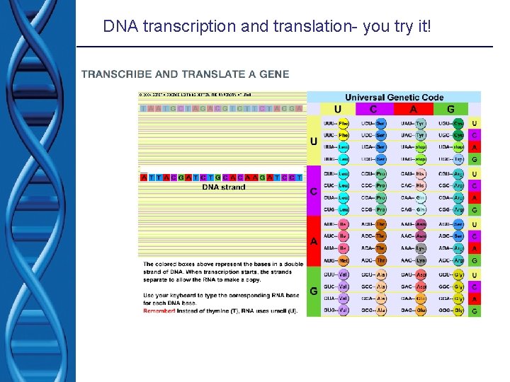 DNA transcription and translation- you try it! DNA transcription and translation- you try it!