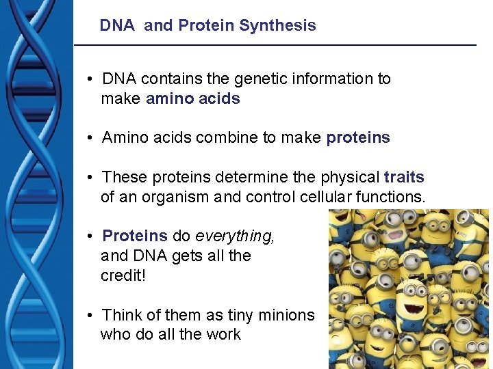 DNA and Protein Synthesis • DNA contains the genetic information to make amino acids